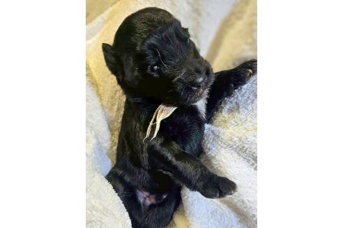 販売中の長野県のミックス犬-392286の1枚目