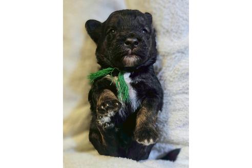 販売中の長野県のミックス犬-392288の1枚目