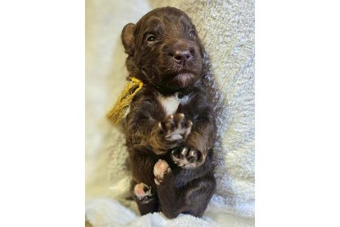 販売中の長野県のミックス犬-392289の1枚目