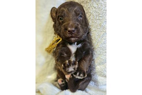 販売中の長野県のミックス犬-392289の4枚目