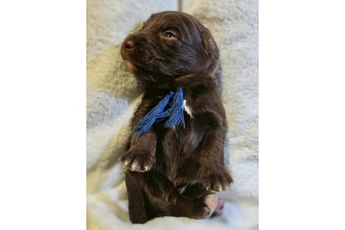 販売中の長野県のミックス犬-392290の4枚目