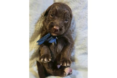 販売中の長野県のミックス犬-392290の1枚目