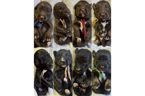 販売中の長野県のミックス犬-392290の3枚目