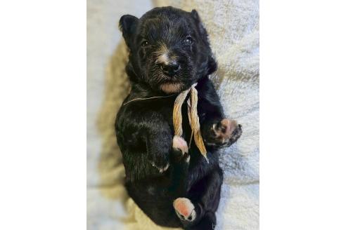 販売中の長野県のミックス犬-392291