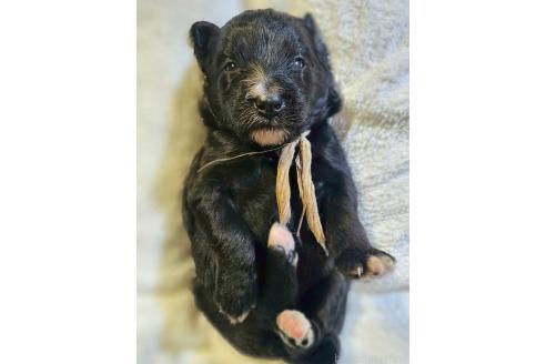 販売中の長野県のミックス犬-392291の4枚目