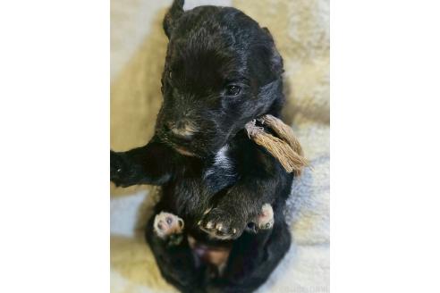 販売中の長野県のミックス犬-392292の4枚目