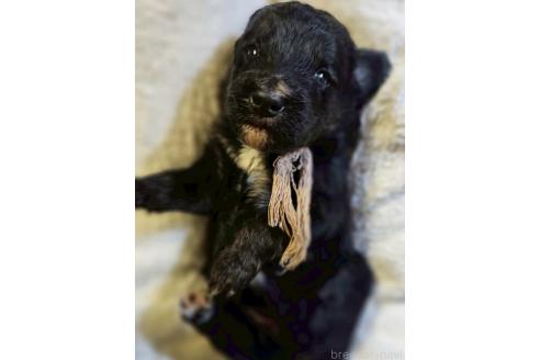 販売中の長野県のミックス犬-392292の1枚目