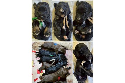 販売中の長野県のミックス犬-392292の2枚目