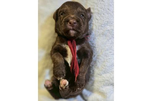 販売中の長野県のミックス犬-392293の1枚目