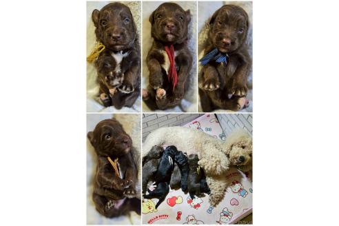 販売中の長野県のミックス犬-392293の2枚目