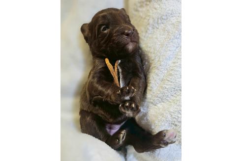 販売中の長野県のミックス犬-392294の4枚目
