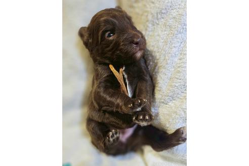 販売中の長野県のミックス犬-392294の1枚目