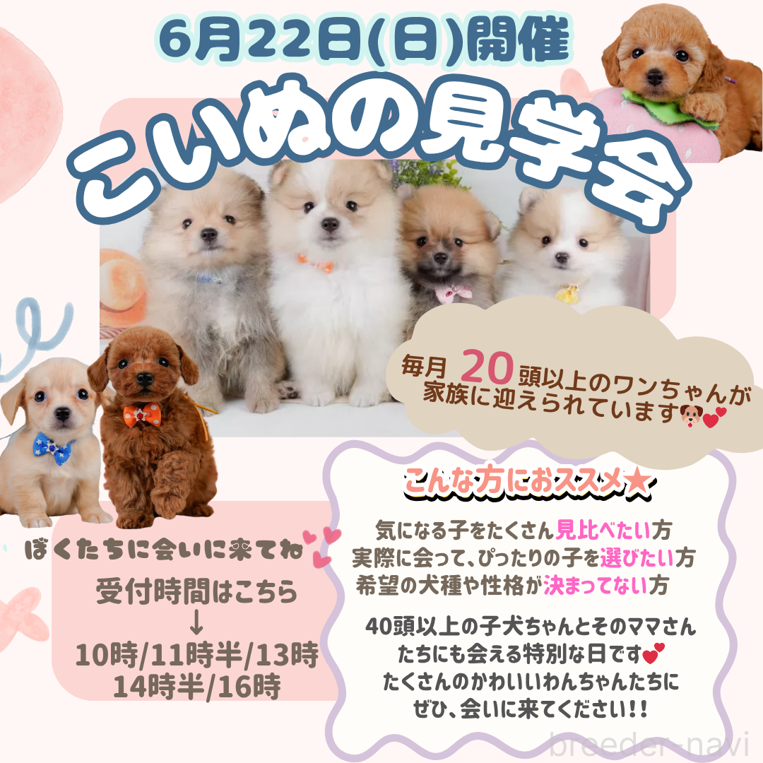 販売中の神奈川県のポメラニアン-379051の3枚目