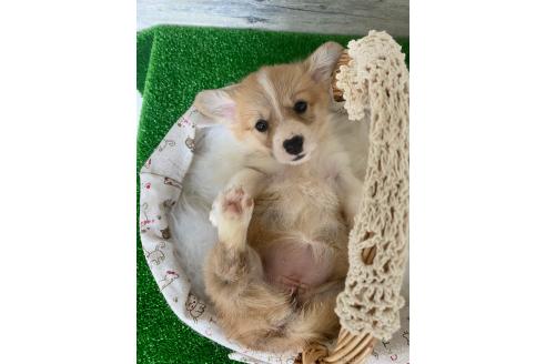 販売中の茨城県のウェルシュコーギーペンブローク-390124