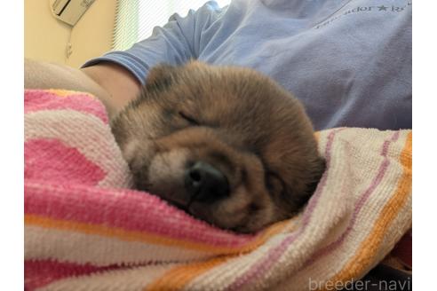 販売中の長野県の柴犬-392416の3枚目