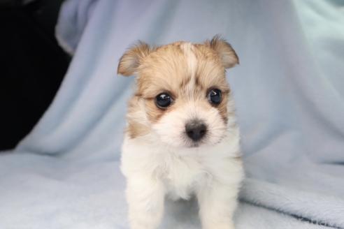 販売中の東京都のミックス犬-392354の4枚目