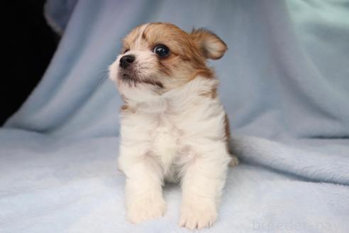 販売中の東京都のミックス犬-392354の3枚目
