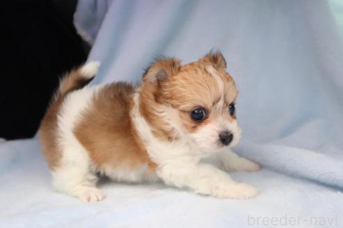 販売中の東京都のミックス犬-392354の2枚目
