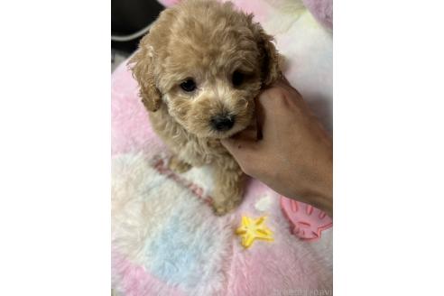 販売中の鹿児島県のタイニープードル-391636の5枚目