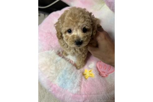 販売中の鹿児島県のタイニープードル-391636の3枚目