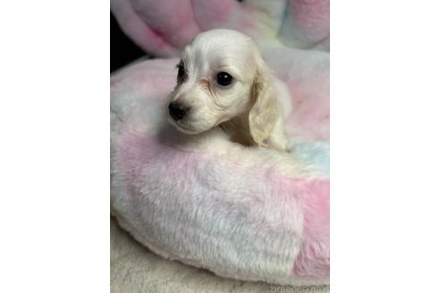 販売中の鹿児島県のカニンヘンダックスフンド(ロングヘアード)-390196の4枚目