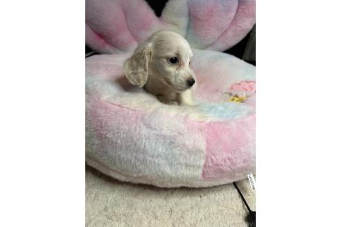 販売中の鹿児島県のカニンヘンダックスフンド(ロングヘアード)-390196の2枚目