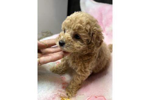 成約済の鹿児島県のタイニープードル-391635の2枚目