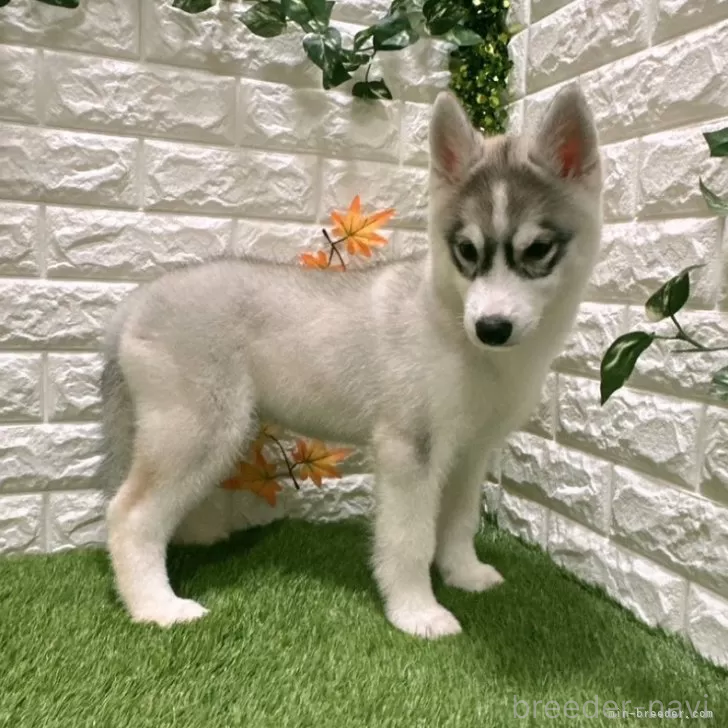 成約済の愛知県のシベリアンハスキー-391124の5枚目