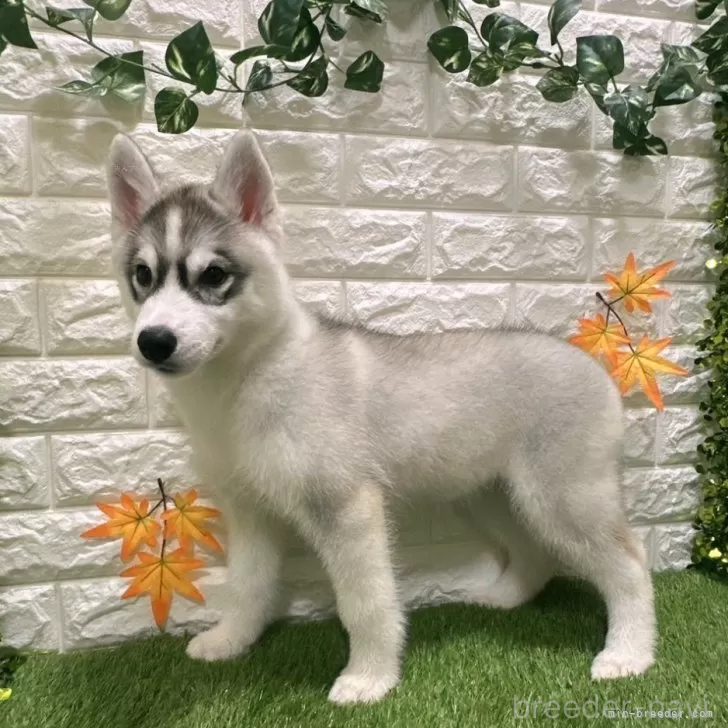 成約済の愛知県のシベリアンハスキー-391124の4枚目