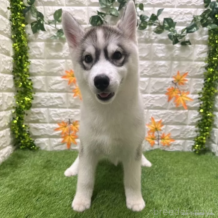 成約済の愛知県のシベリアンハスキー-391124の3枚目