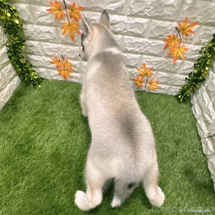 成約済の愛知県のシベリアンハスキー-391124の2枚目