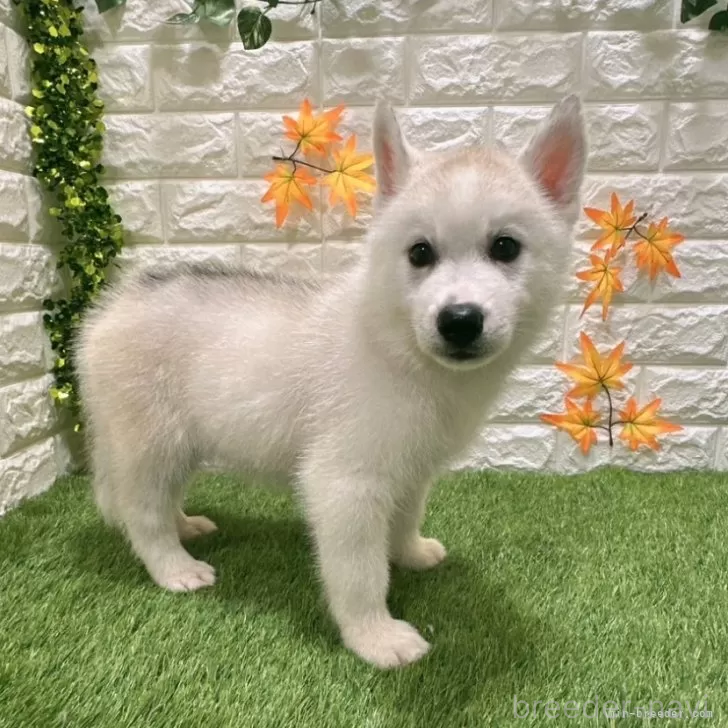 成約済の愛知県のシベリアンハスキー-391121の5枚目