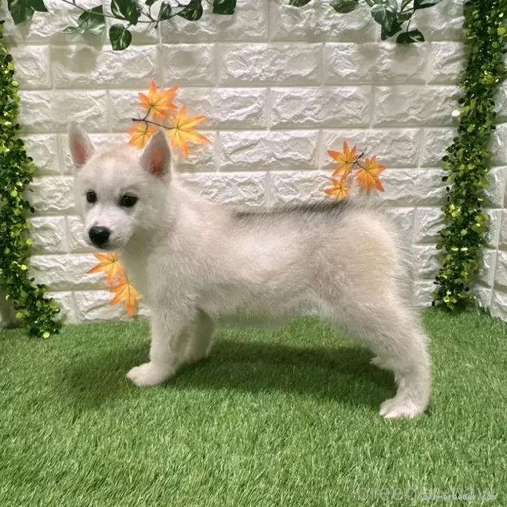 成約済の愛知県のシベリアンハスキー-391121の4枚目