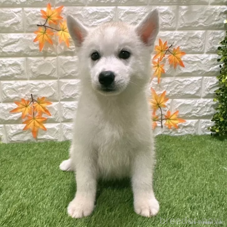 成約済の愛知県のシベリアンハスキー-391121の3枚目