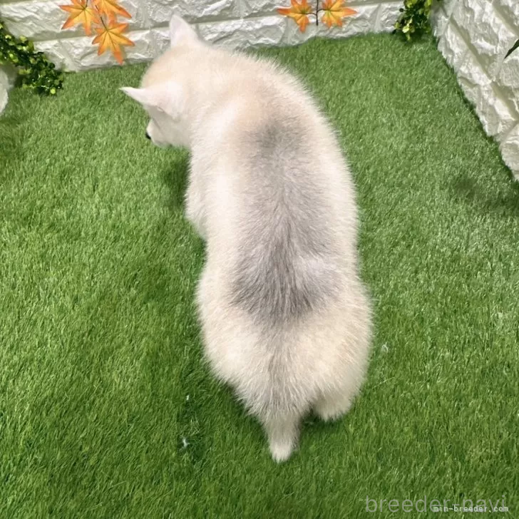 成約済の愛知県のシベリアンハスキー-391121の2枚目