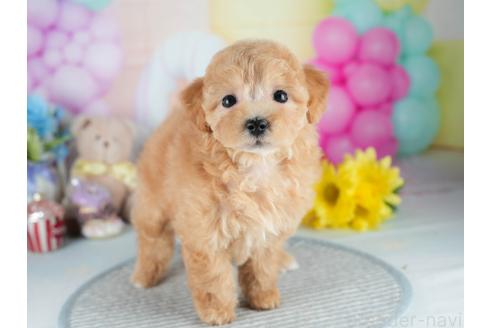 販売中の茨城県のマルプー:マルチーズ×トイプードル-392373の8枚目