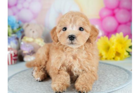 販売中の茨城県のマルプー:マルチーズ×トイプードル-392373の7枚目