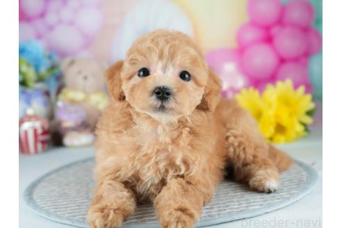 販売中の茨城県のマルプー:マルチーズ×トイプードル-392373の4枚目