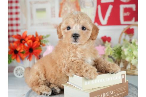 販売中の茨城県のマルプー:マルチーズ×トイプードル-392374の8枚目