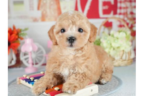 販売中の茨城県のマルプー:マルチーズ×トイプードル-392374の7枚目