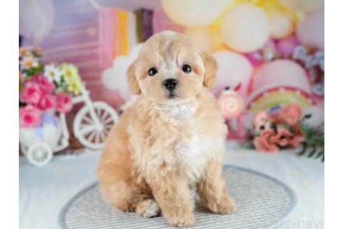販売中の茨城県のマルプー:マルチーズ×トイプードル-392375の6枚目