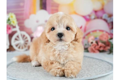 販売中の茨城県のマルプー:マルチーズ×トイプードル-392375の5枚目