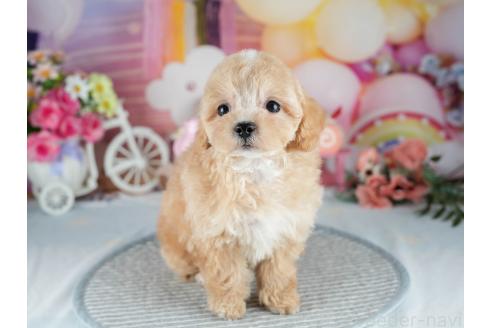 販売中の茨城県のマルプー:マルチーズ×トイプードル-392375の4枚目