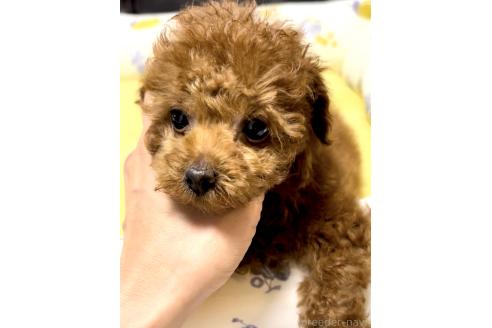 販売中の奈良県のタイニープードル-392378の14枚目