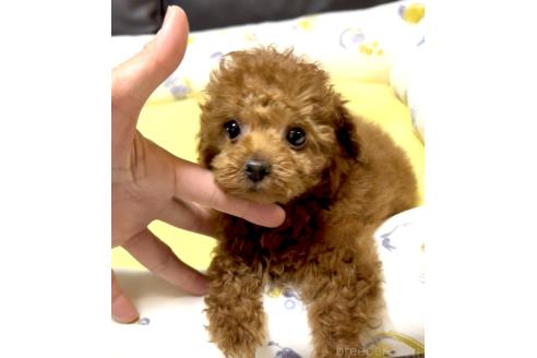 販売中の奈良県のタイニープードル-392378の11枚目