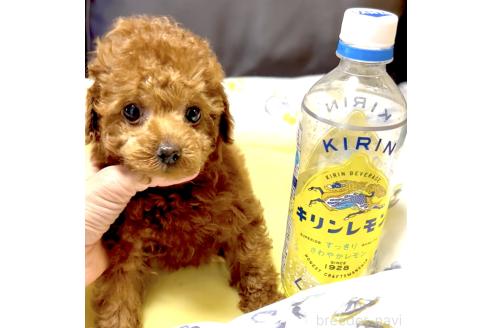 販売中の奈良県のタイニープードル-392378の9枚目