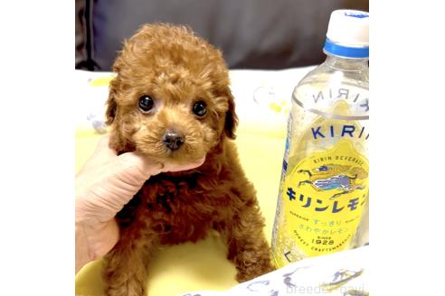 販売中の奈良県のタイニープードル-392378