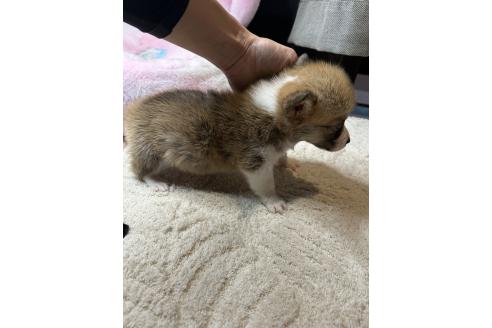 成約済の鹿児島県のウェルシュコーギーペンブローク-390165の7枚目