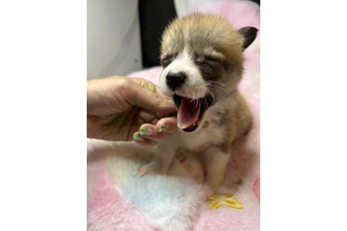 成約済の鹿児島県のウェルシュコーギーペンブローク-390165の2枚目