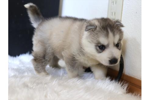 販売中の愛知県のシベリアンハスキー-392381の3枚目